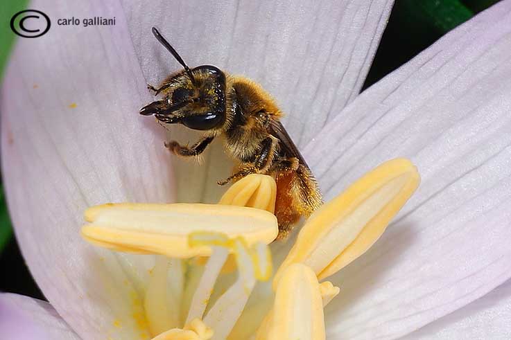 Andrena cfr. labiata